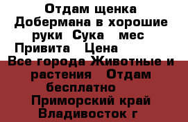 Отдам щенка Добермана в хорошие руки. Сука 5 мес. Привита › Цена ­ 5 000 - Все города Животные и растения » Отдам бесплатно   . Приморский край,Владивосток г.